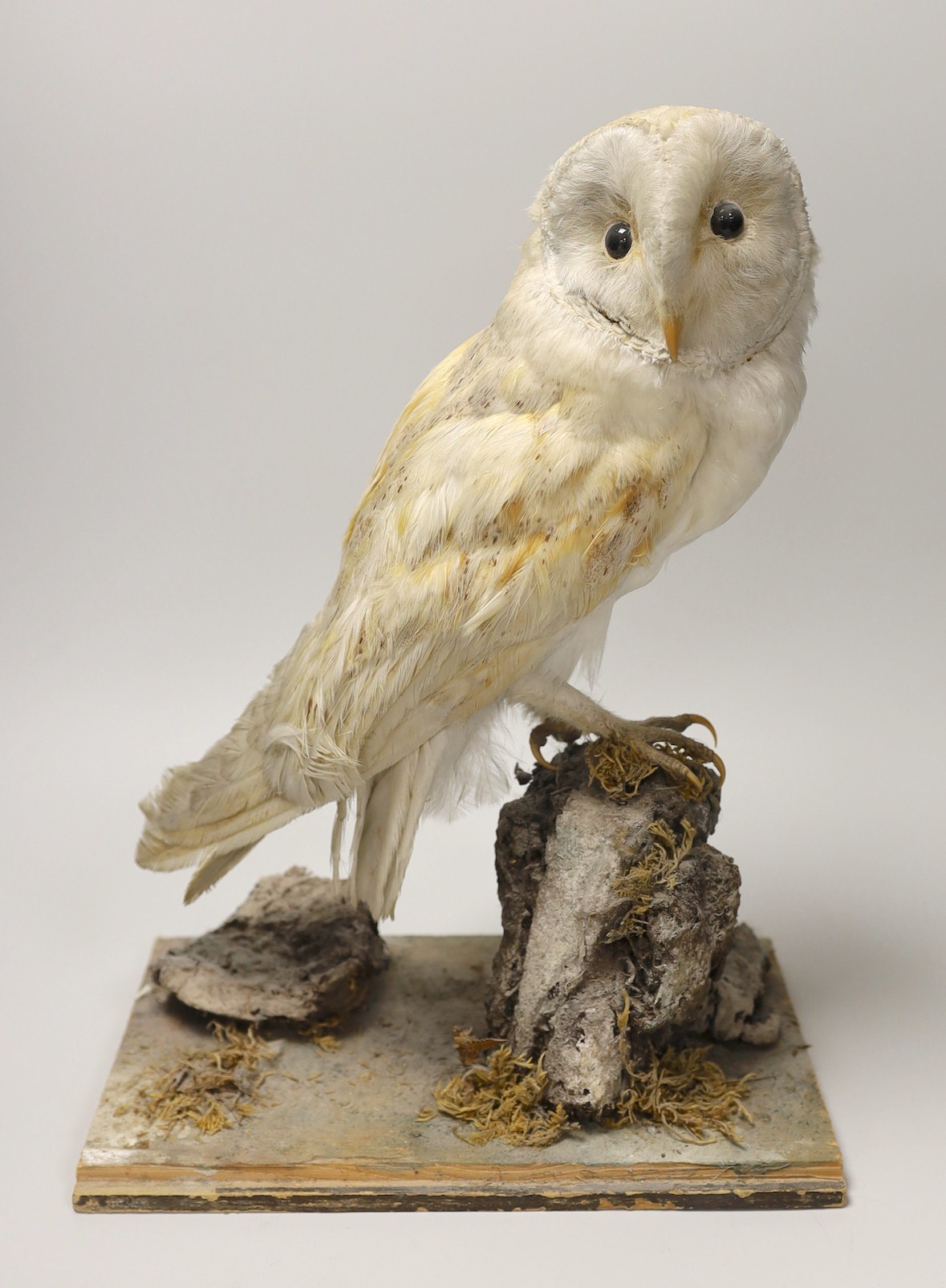 A taxidermy barn owl, 36cm
